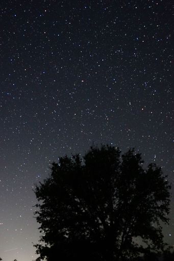 A vertical shot of a silhouette of a tree under the bright starry sky