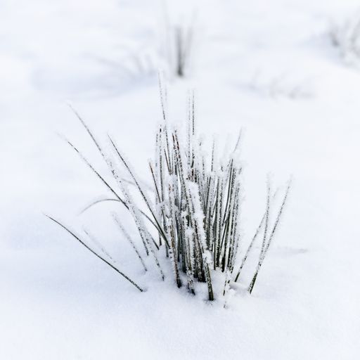 A closeup shot of a bunch of grass covered with snow and growing in the snowy ground