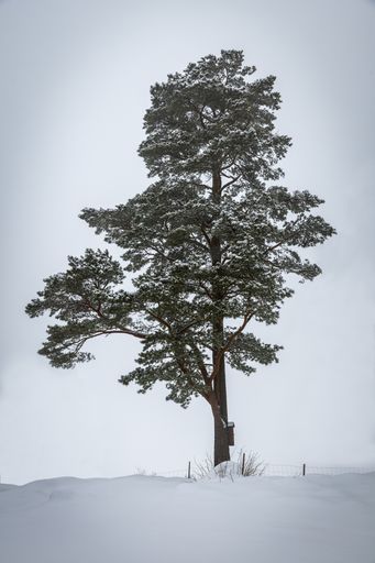 A vertical shot of a lonely tree growing in the snowy ground on a foggy winter day