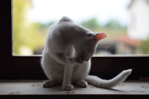A closeup selective focus shot of a cute white kitten sitting on a window sill