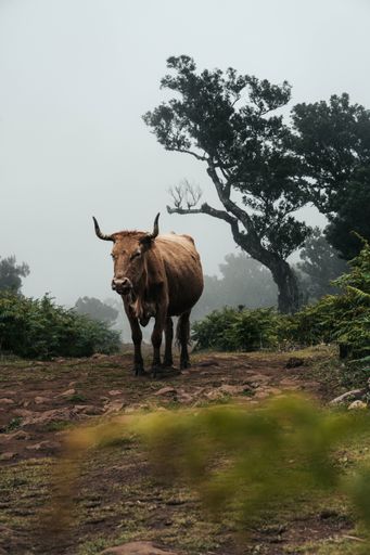A vertical of a bull in a foggy forest in Madeira.