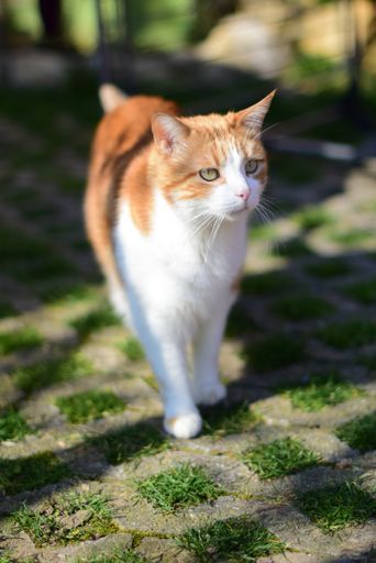 A selective focus vertical shot of a cute domestic short-haired cat walking in the middle of a park