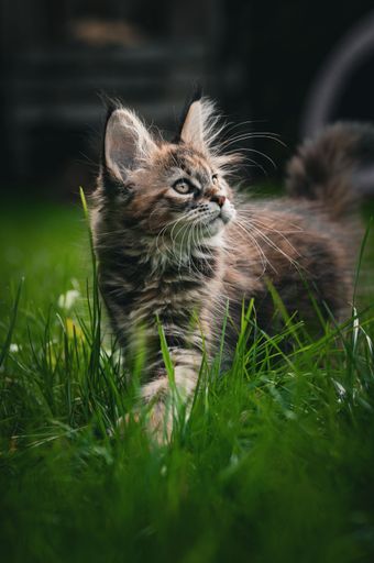 A vertical closeup shot of an adorable maine coon kitten on a grassy field
