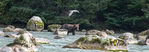 A panoramic shot of a grizzly bear in a rocky stream and a seagull flying by in Alaska
