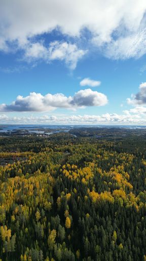 A drone shot of a beautiful forest under the blue cloudy sky in autumn