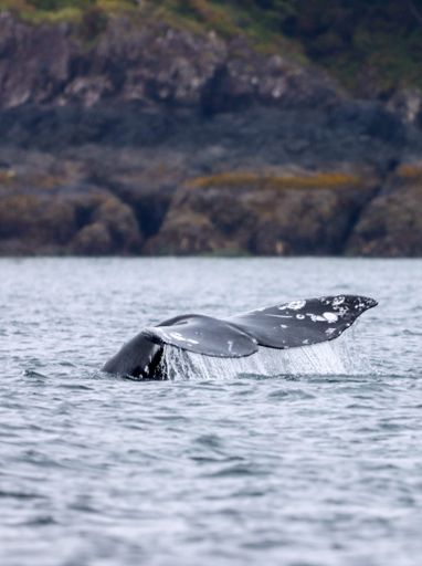 A vertical of a Grey whale, Eschrichtius robustus tail in the water