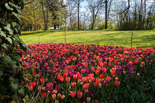 A beautiful blooming tulip field on a background of trees