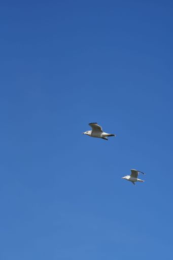 A vertical shot of two seagulls in the blue sky