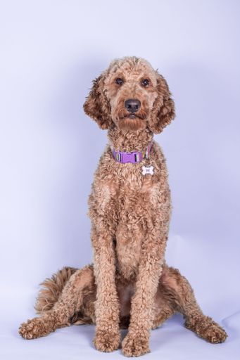 A vertical shot of an adorable Labradoodle sitting in front of a light magenta colored background