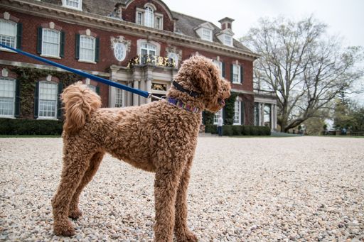 A closeup side view of fluffy Labradoodle dog walking in home yard