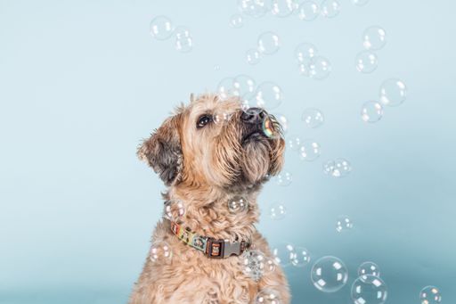 Closeup portrait of beautiful Soft-coated Wheaten Terrier dog with collar looking at soap bubbles on light blue background