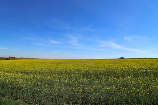 A mesmerizing shot of cultivated colorful raps field in Germany