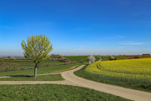 A mesmerizing shot of cultivated colorful raps field in Germany