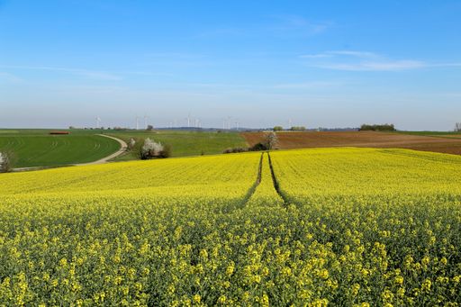 A shot of a cultivated colorful raps field in Germany