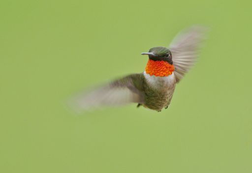 Adorable ruby-throated hummingbird (Archilochus colubris) on a green background