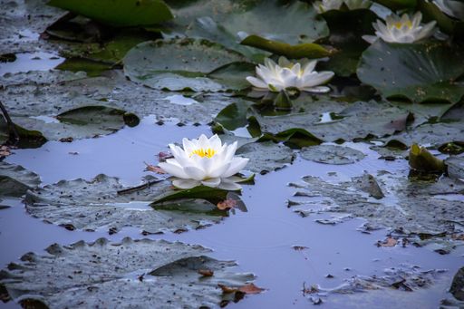 A selective focus shot of beautiful white lotus on the lake's surface