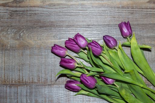 A top view shot of purple Tulips on a wooden surface