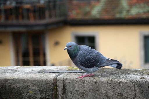 A closeup shot of a pigeon on blurred background