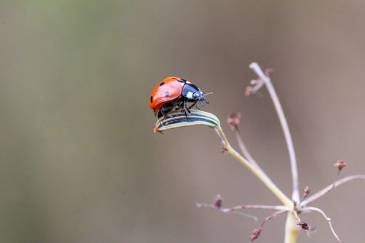 A red ladybug on the branch against blurred background