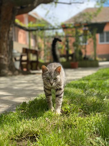 A vertical shot of a cat walking on green grass