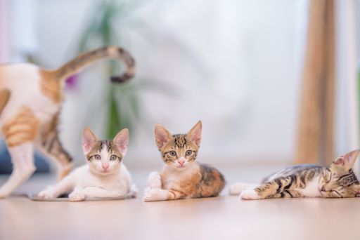 A closeup of small sleepy kittens on the floor under the lights with a blurry background