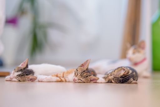 A closeup of small sleepy kittens on the floor under the lights with a blurry background