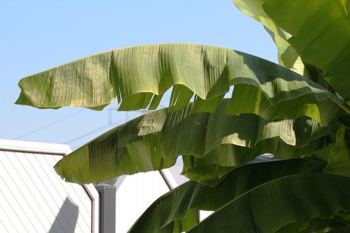 A closeup shot of banana tree leaves