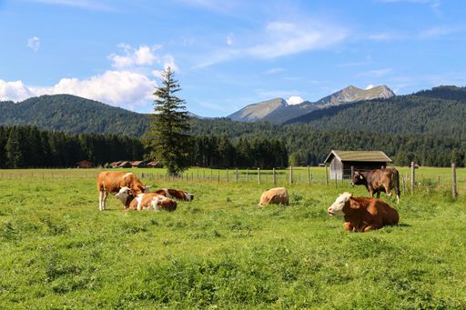 A closeup shot of cows on mountain meadows in the Austrian Alps