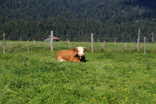 A beautiful shot of a cow resting in the field