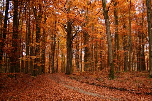 A scenic shot of a forest during the autumn season