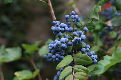 A selective focus shot of growing blueberries on the branches