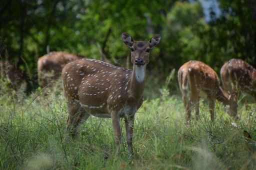 A group of sika deer, Cervus nippon grazing in the meadow.
