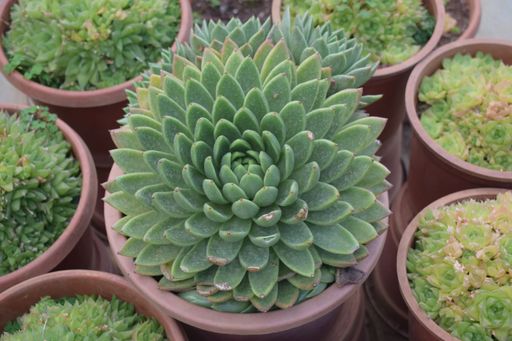 A closeup of Echeveria agavoides surrounded by other plants in the pots.