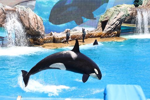 An aquatic mammal, a whale, jumping out of the water in an aquarium