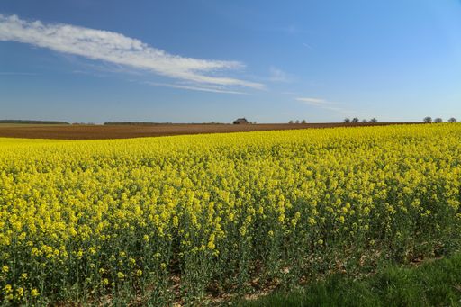 A beautiful shot of a Rapeseed flower field