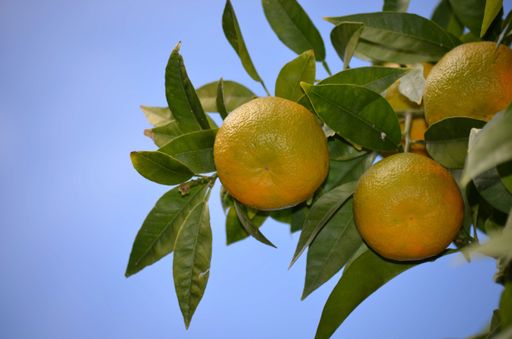 A close shot of three orange fruits on its tree