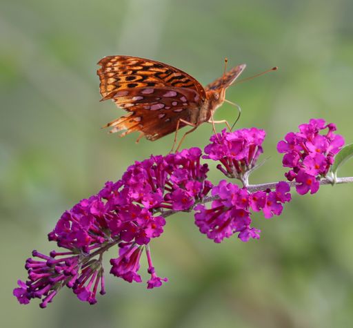 A closeup shot of great spangled fritillary on butterfly bush