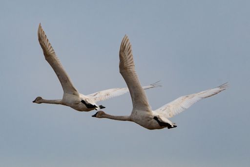 A closeup shot of two tundra swans flying with their wings wide open in the clear sky