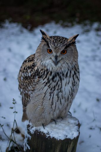 A vertical closeup of a Eurasian eagle-owl, Bubo bubo standing on a wood trunk in a snowy forest