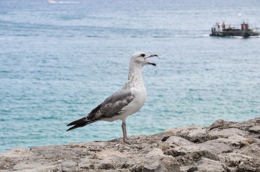 A closeup of a juvenile yellow-legged gull, Larus michahelli against the background of the sea.