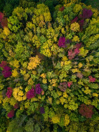 A breathtaking scenery of a vibrant, colorful forest from above, vertical drone shot