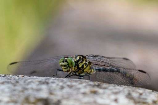 A closeup shot of a dragonfly