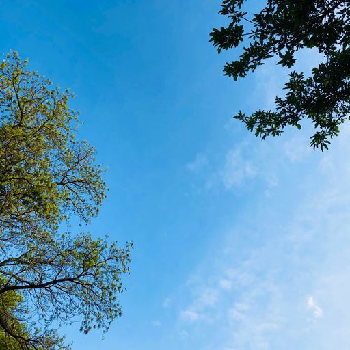 The blue sky with white clouds and tree branches in the foreground