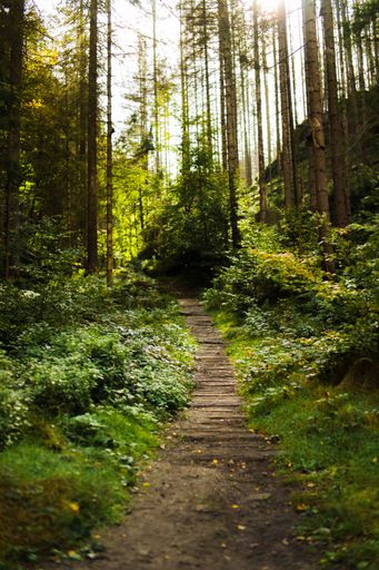 The nature of Saxon Switzerland in Germany is beautiful and unique