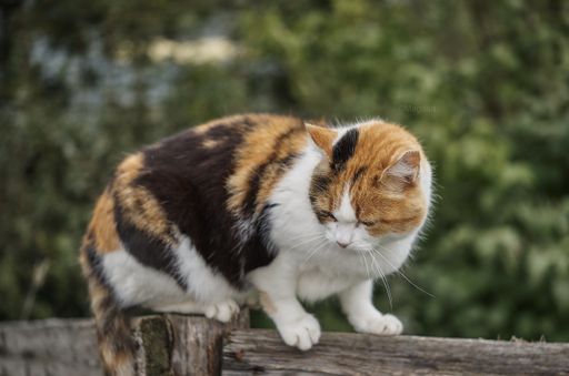 A closeup shot of a beautiful cat sitting on a wooden fence on blurred background