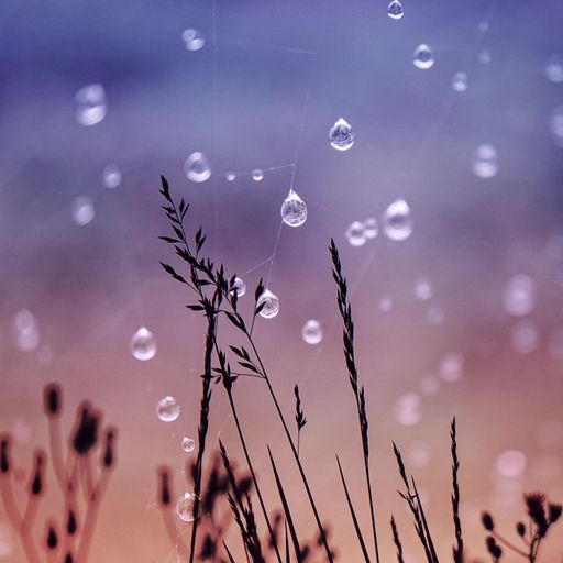 A closeup of grass and raindrops on cobweb with blurred background