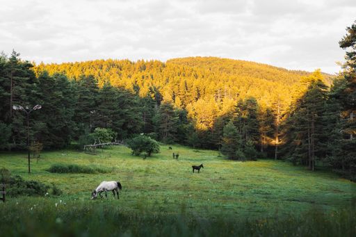 The beautiful view of a green meadow with grazing horses in a local woodland area near Plovdiv.