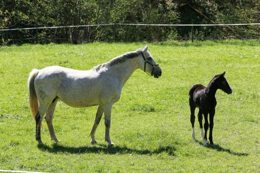 A selective focus shot of a horse with a foal grazes in the meadow