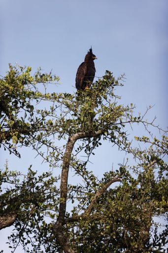 A vertical shot of a long-crested eagle sitting on top of a tree in the Masai Mara, Kenya.