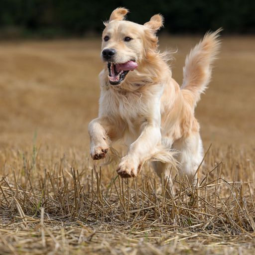 A closeup of a cute Golden Retriever running in nature with open mouth